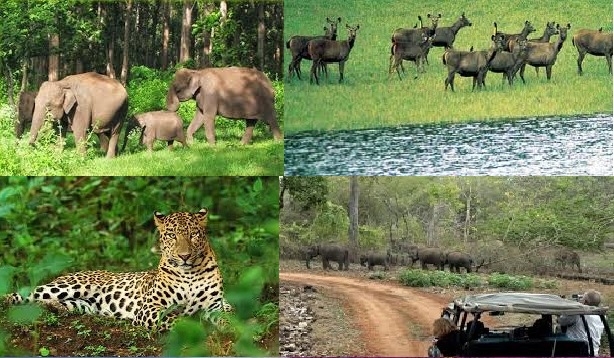 Golden Chariot Itinerary Day 2: Kabini-Bandipur 